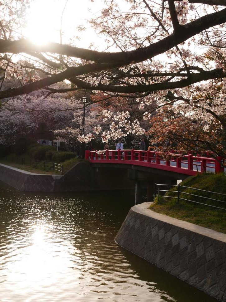 福岡久留米賞櫻景點甘木公園櫻花