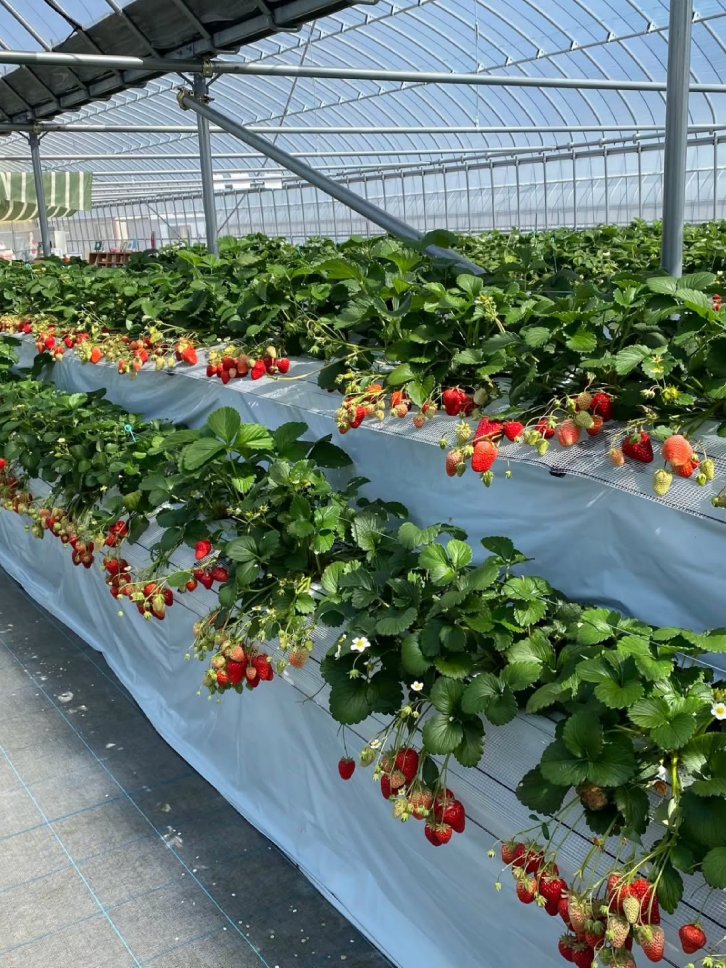 福岡久留米果園採摘草莓、士多啤梨、葡萄或柿子